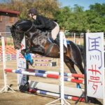Sale horses